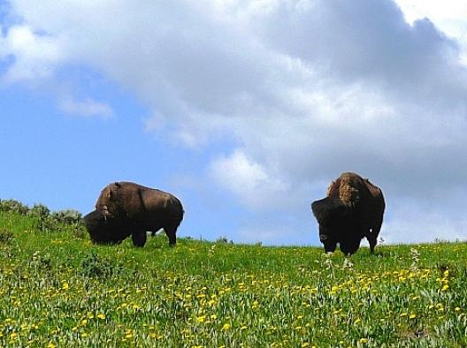 イエローストーン 141