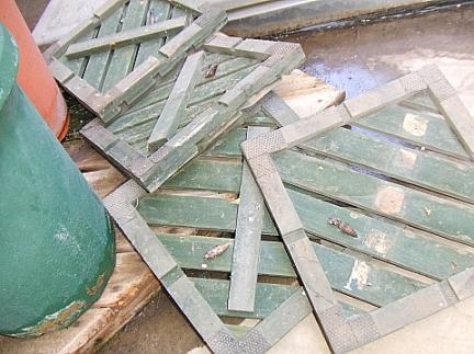 越冬中のアゲハのサナギ