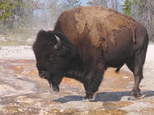 イエローストーン 198