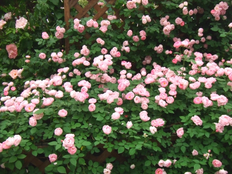 イングリッシュローズ　5