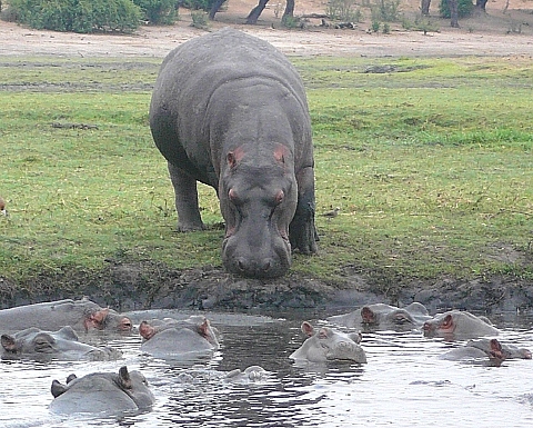 ボツワナのカバ　1