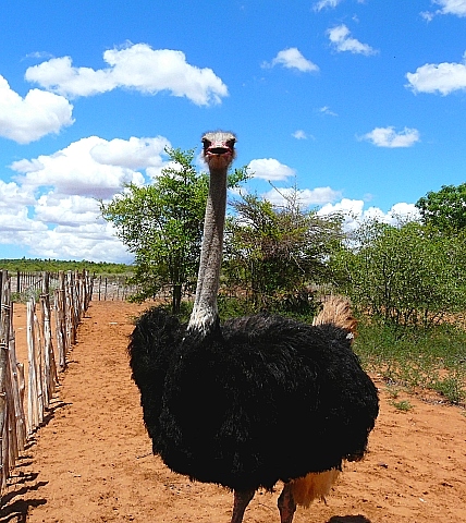 マダガスカルのダチョウ　1