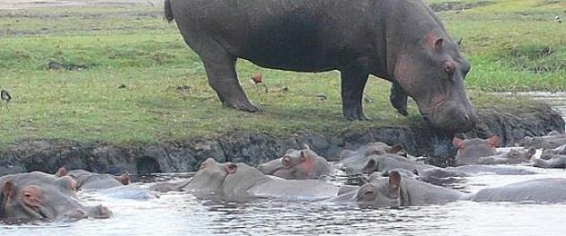 ボツワナのカバ　2