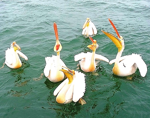 ペリカンの食事　2