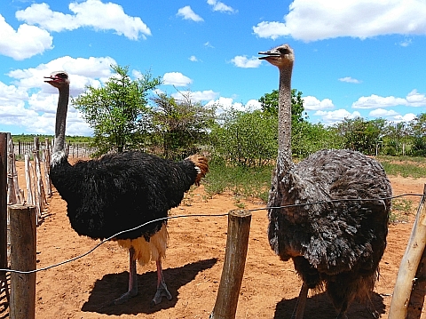マダガスカルのダチョウ　2