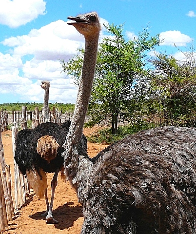 マダガスカルのダチョウ　3