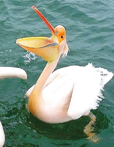 ペリカンの食事 4