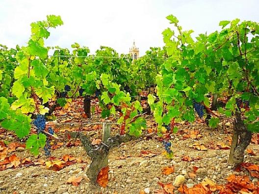 シャトー・マルゴー 10