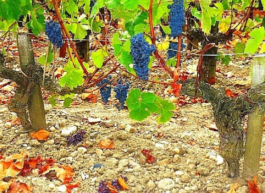 シャトー・マルゴー 11