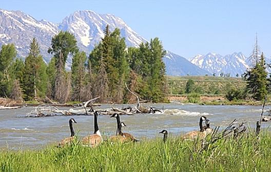 グランドティートン国立公園 13