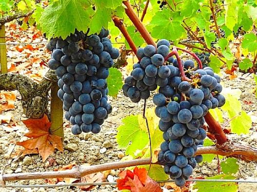 シャトー・マルゴー　12