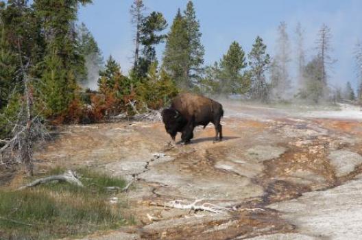 イエローストーン 192