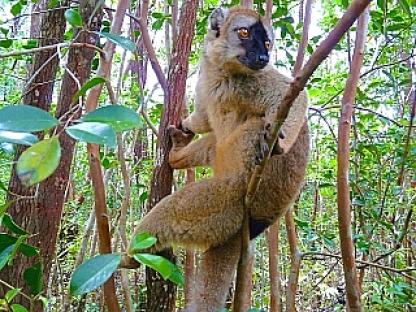 チャイロキツネザル 3