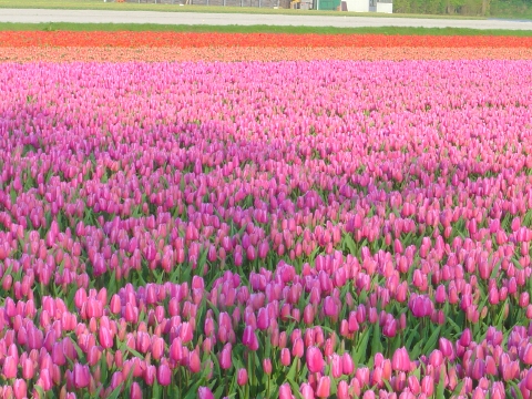 オランダのチューリップ畑　2