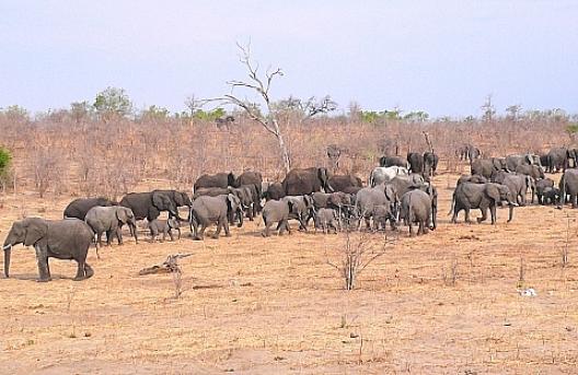 アフリカゾウの群 34