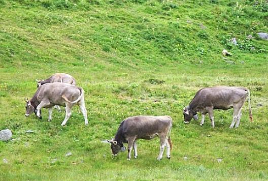 2010年夏クイズ 71