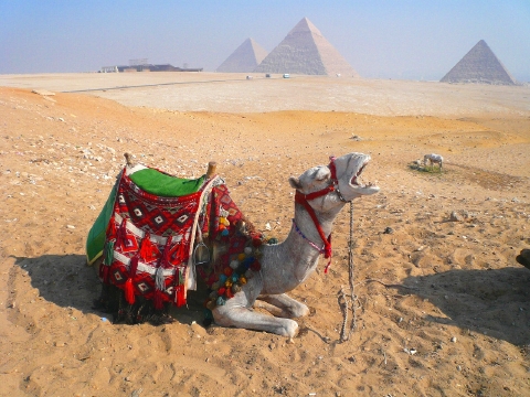 ラクダ　2　あくびするラクダ