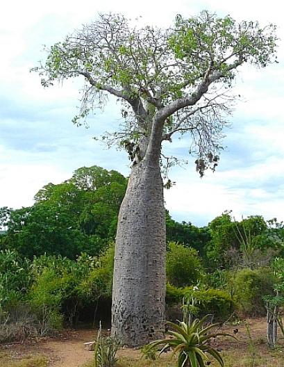 バオバブ 6