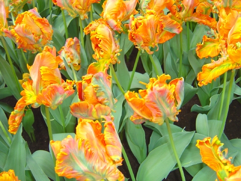 チューリップ　2