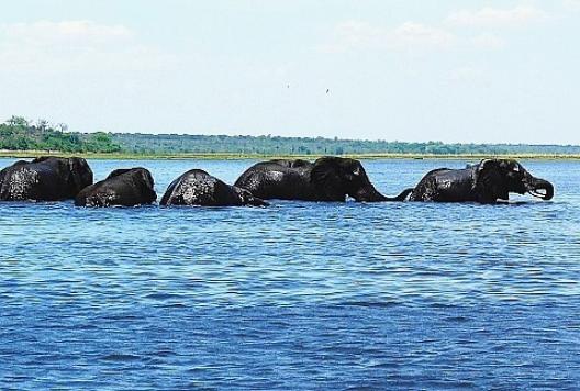 アフリカゾウの群 13