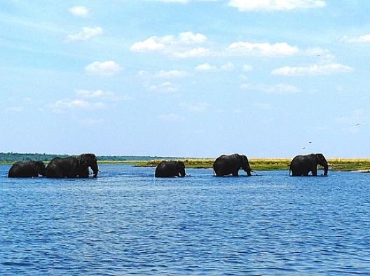 アフリカゾウの群 14