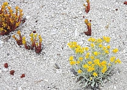 イエローストーン 92