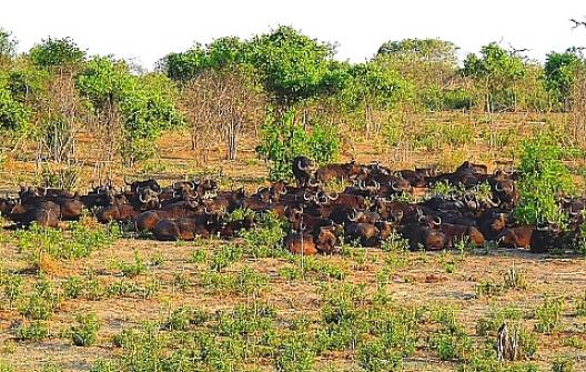 バッファロー　1