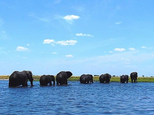 アフリカゾウの群 15