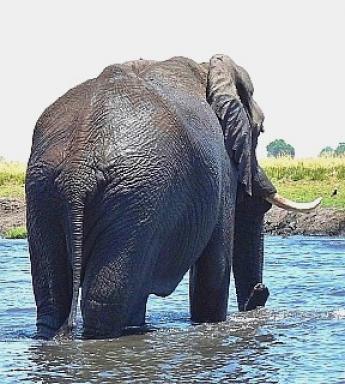 アフリカゾウの群 16