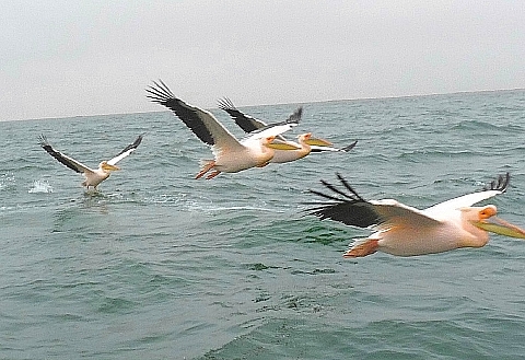 ペリカンの飛翔　2