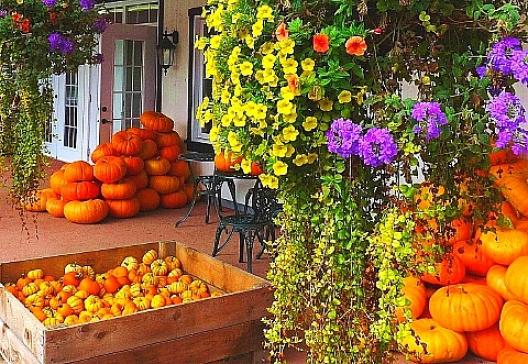 ハロウィーンのカボチャ 2