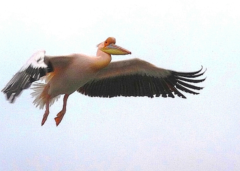 ペリカンの飛翔　3