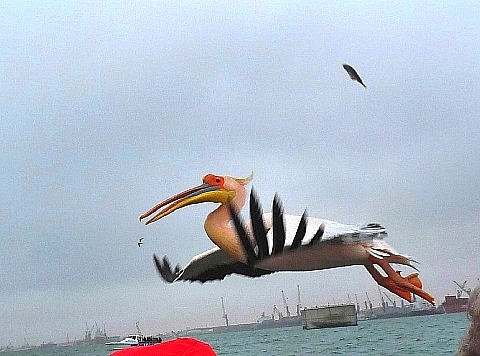 ペリカンの飛翔 4