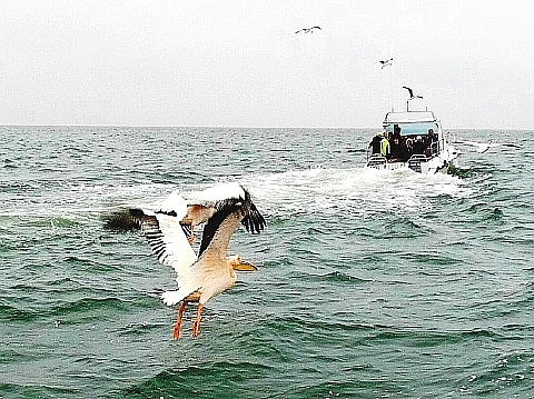 ペリカンの飛翔　5