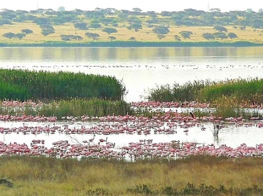 ブルートレイン 45