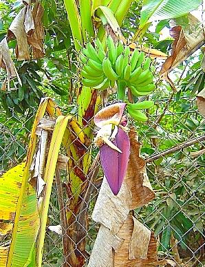 メコンデルタ 　9