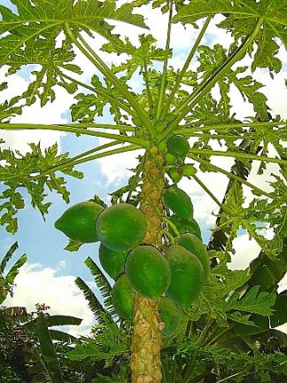 メコンデルタ　10