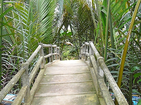 メコンデルタ　11