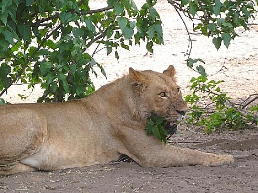 チョベ国立公園のライオン　1