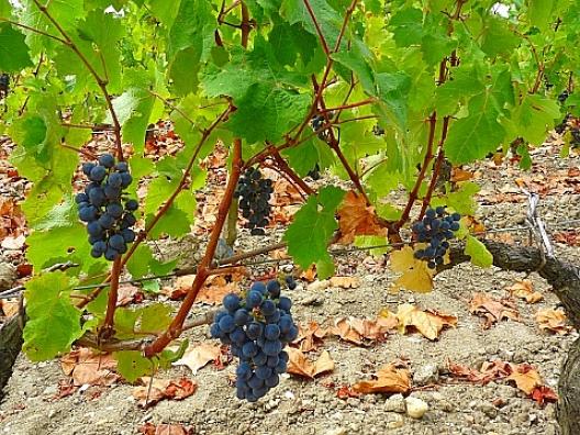 シャトー・マルゴー　6