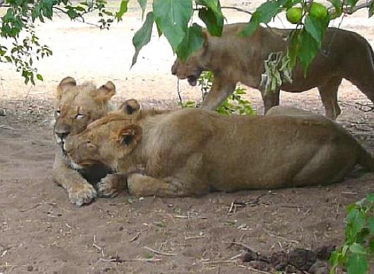 チョベ国立公園のライオン 3