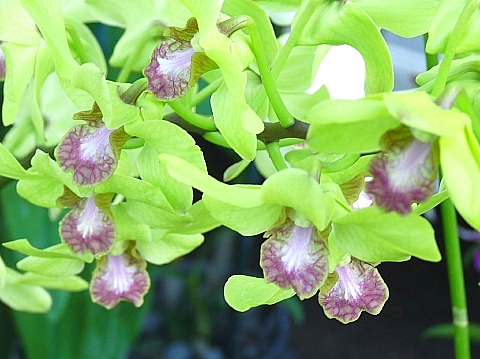 ランの花(グリーン)