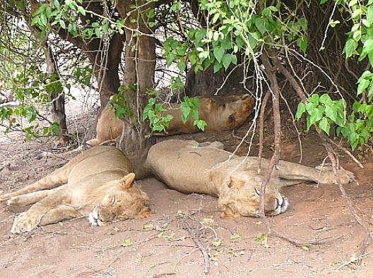 チョベ国立公園のライオン  4