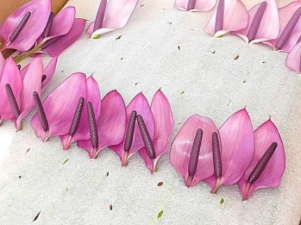 売られて行く、アンセリュウムの花