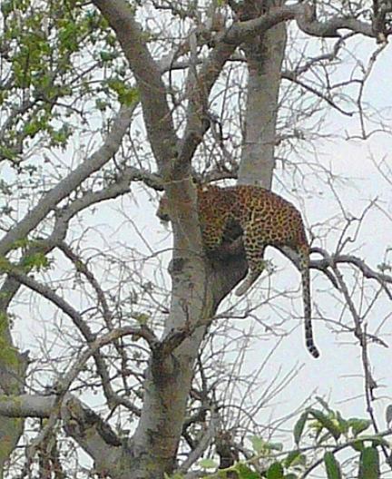チョベ国立公園のパンサー　1