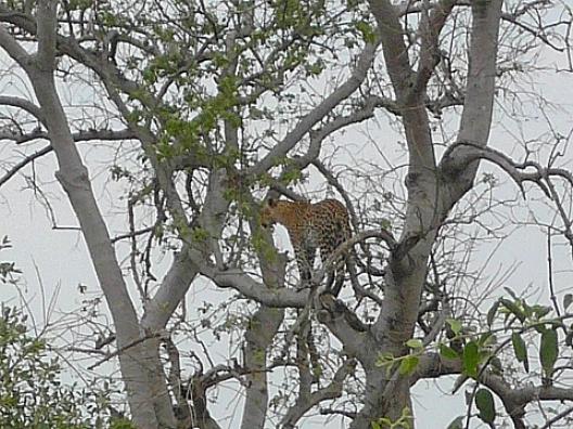 チョベ国立公園のパンサー 2