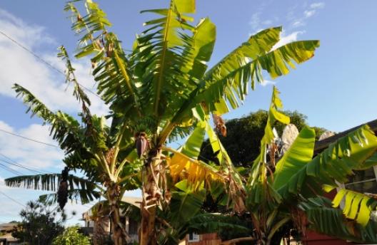 バナナの木 1