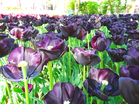 チューリップ　3