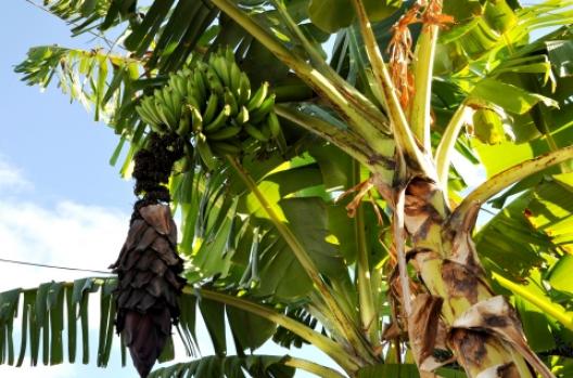 バナナの木 2