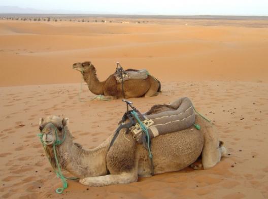 ウァルサザート 4